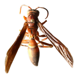 Red Paper Wasp dorsal