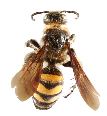 Scoliid Wasp dorsal