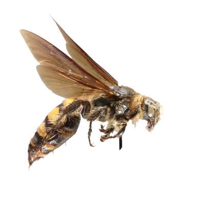 Scoliid Wasp lateral