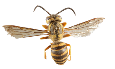 Southern Yellowjacket dorsal