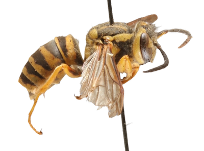 Southern Yellowjacket lateral