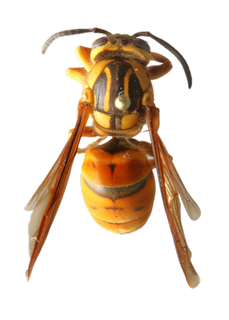 Southern Yellowjacket Queen Dorsal