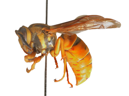 Southern Yellowjacket Queen lateral