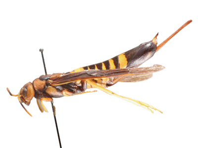Pigeon Tremex Wasp lateral