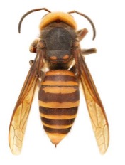 Northern Giant Hornet lateral