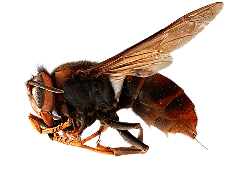 Yellow-legged Hornet lateral