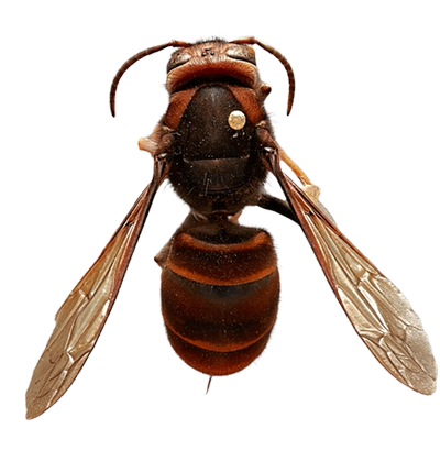Yellow-legged Hornet dorsal