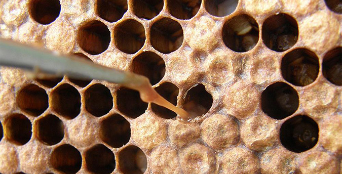 closeup of bee hive