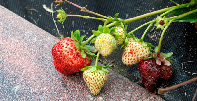 ripe and unripe strawberries