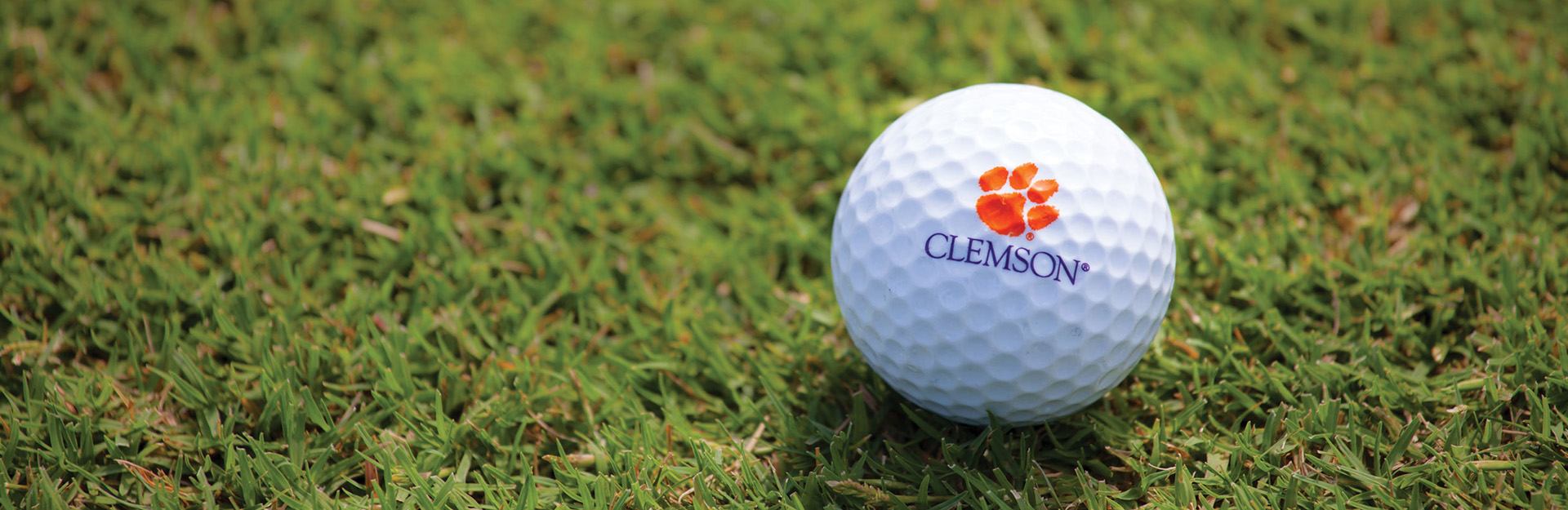 golf ball on a field of turf grass