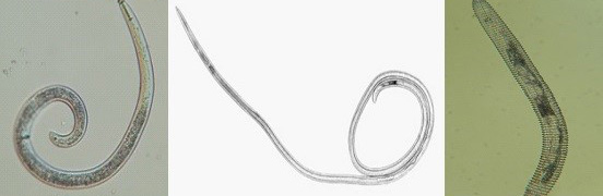 nematodes under a microscope