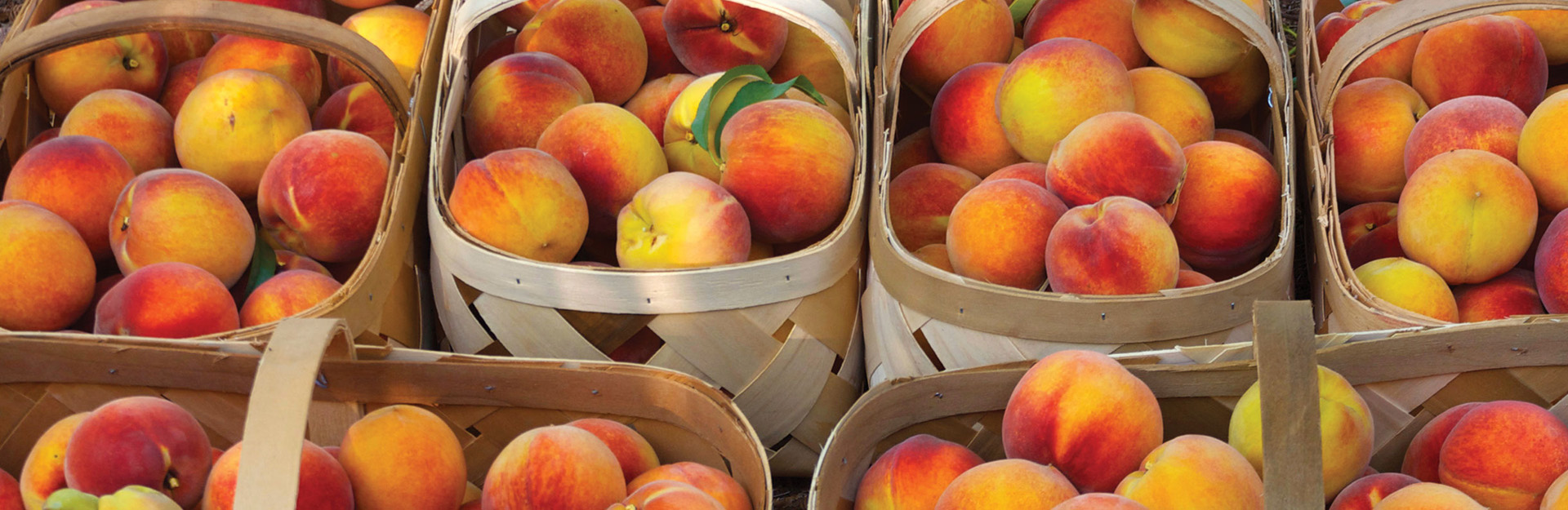 basket full of peaches