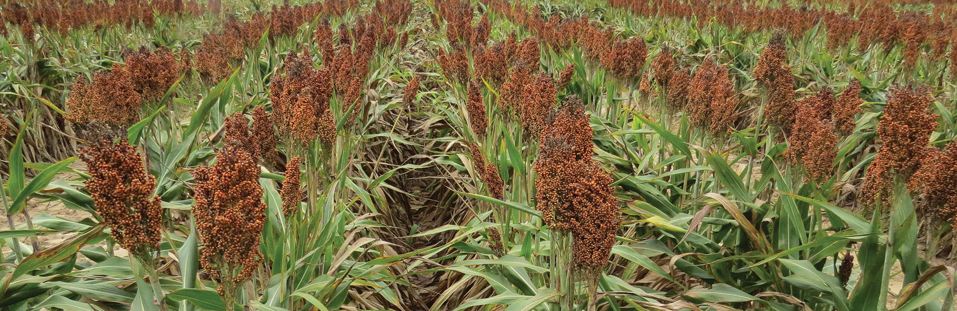 a field of crops