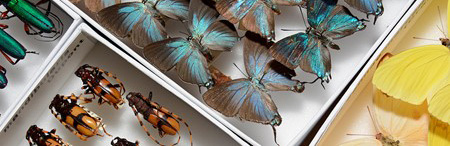 collection of insects on table