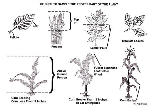 Parts of a plant