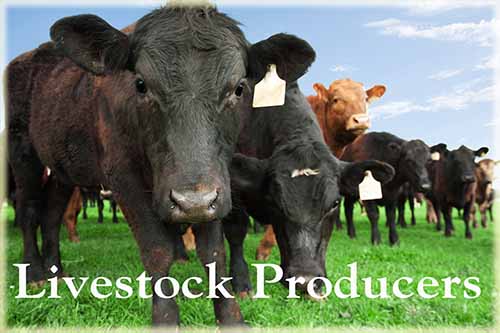 Find certification documents and resources for livestock production