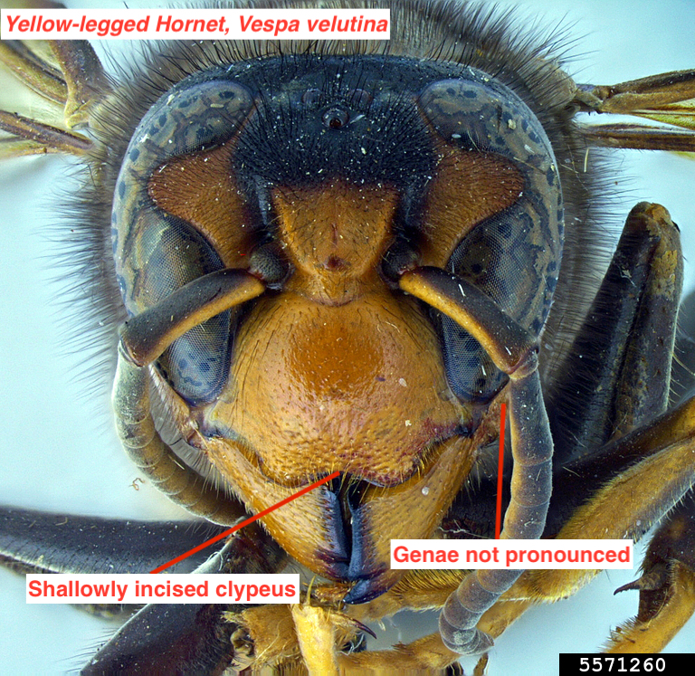 Frontal view of a yellow-legged hornet head with shallowly incised clypeus