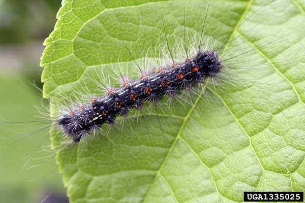 Asian gypsy moth caterpillar is blue with blue and orange spots