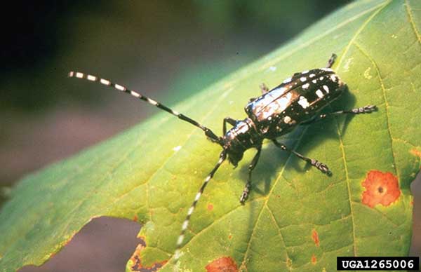 adult asian longhorned beetle on a tree