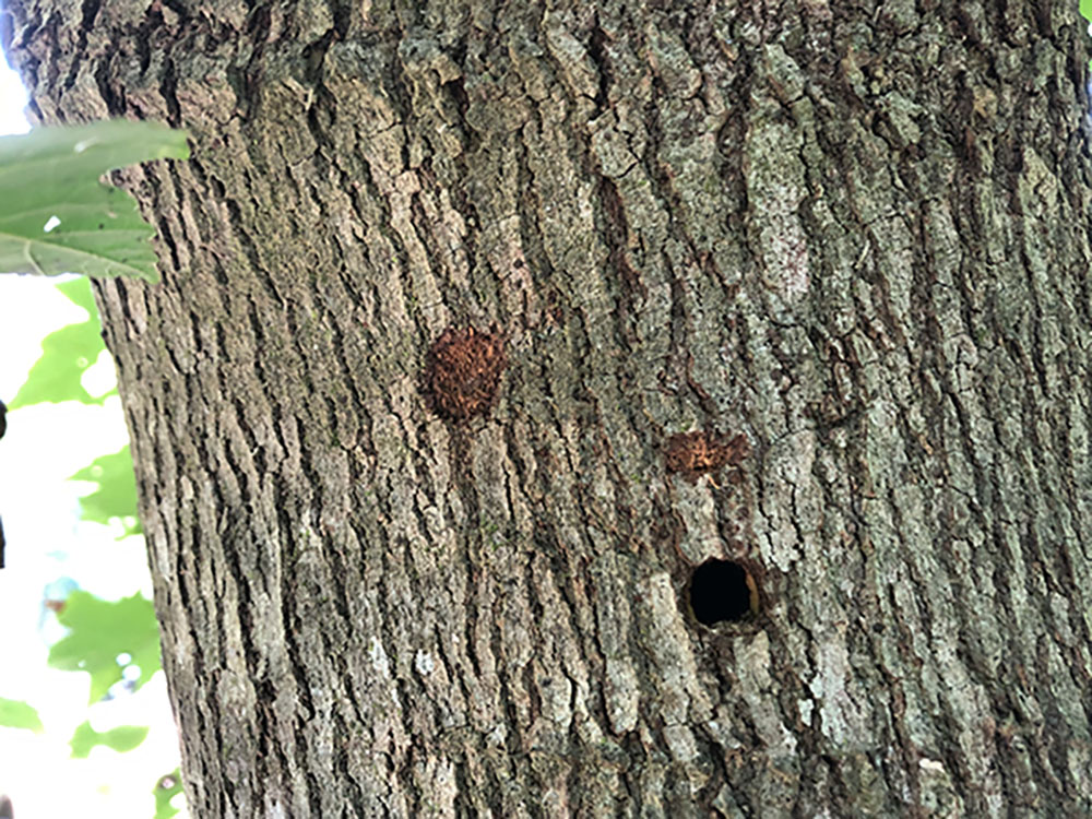 asian longhorned beetle egg sites on tree