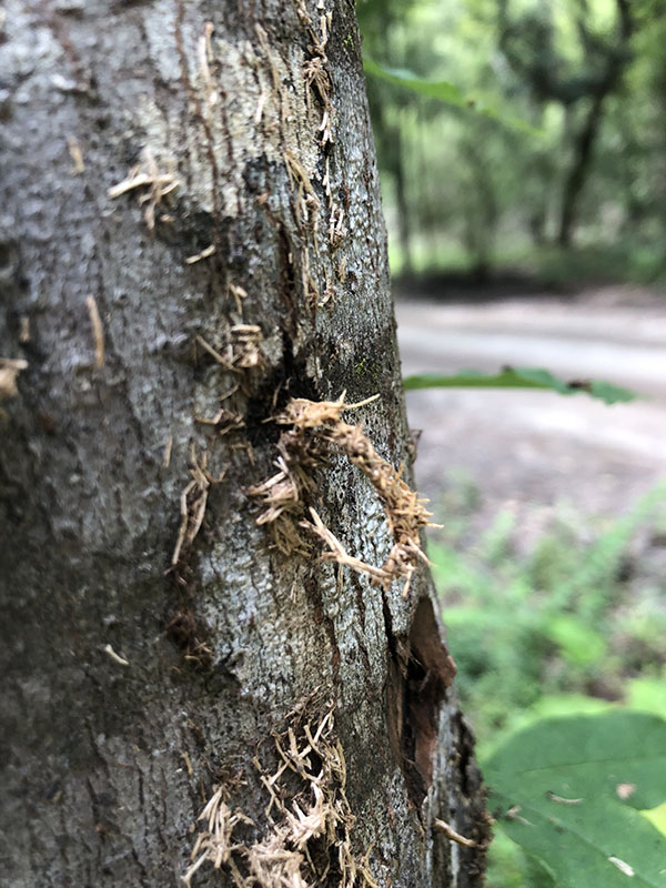 sawdus and/or wood shavings pushed out by alb larval feeding on a tree