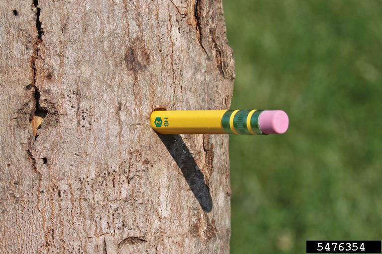 asian longhorned beetle exit hole with pencil for size comparison