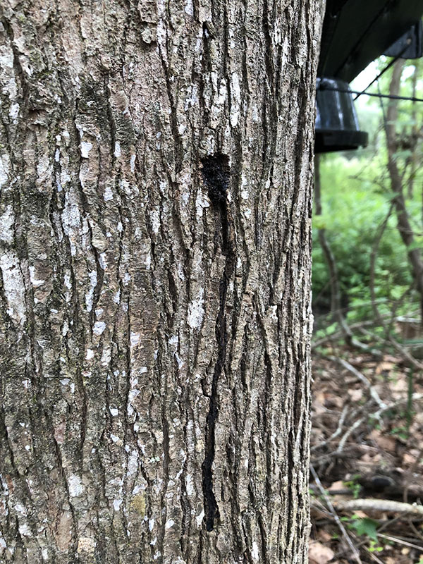 tree with sap oozing down bark due to asian longhorned beetle