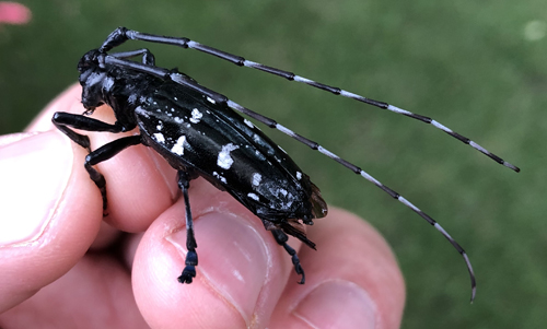 asian longhorned beetle