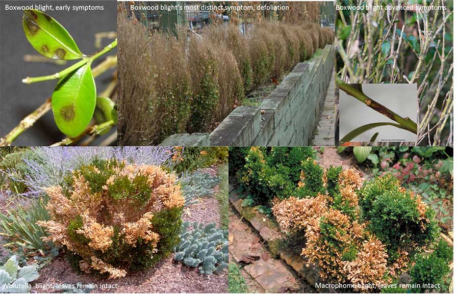 A collage of boxwood blight symptoms