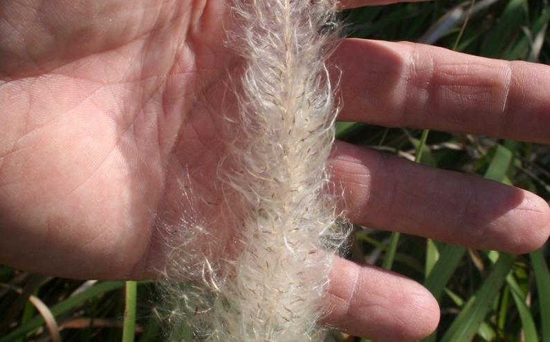 cogongrass flowers