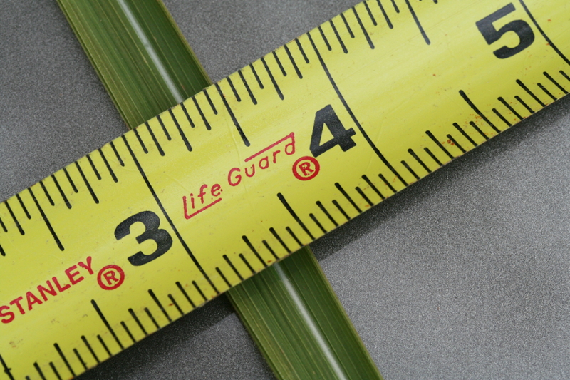 cogongrass leaf and ruler
