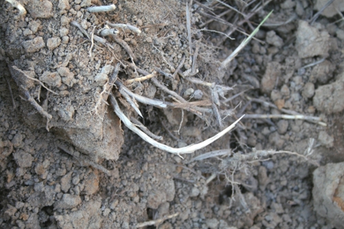 cogongrass rhizomehd