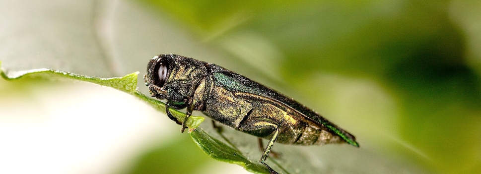 Emerald Ash Borer Survey