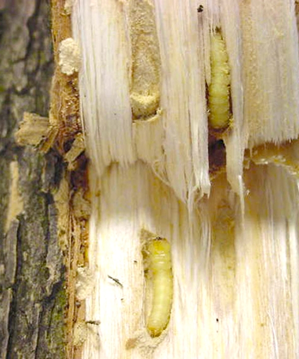 Emerald Ash Borer Larva