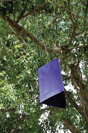 Purple emerald ash borer panel trap hanging in green ash.