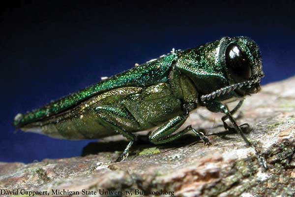 Emerald ash borer is a green, metallic beetle with a bullet-shaped body.