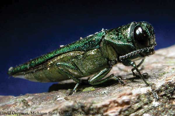 emerald ash boarer