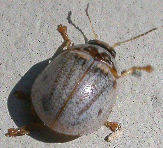 Eucalyptus leaf beetle is an invasive insect found in South Carolina