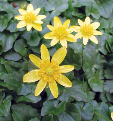 Photo of fig buttercup with yellow flowers