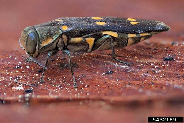 Goldspotted oak borer has six gold spots on the back of its bullet-shaped body.