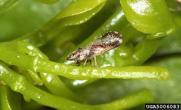 Asian citrus psyllid sits at a 45 degree angle on leaves