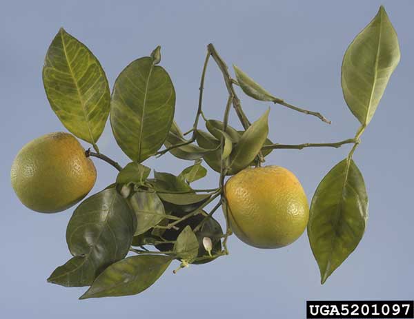 Citrus greening causes fruit to appear to ripen backwards and leaves become mottled
