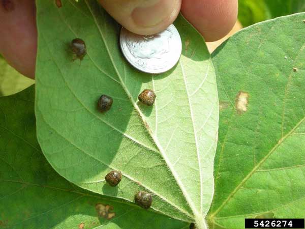 Kudzu bugs normally feed on the invasive vine kudzu, but they are also pests in soybean crops.