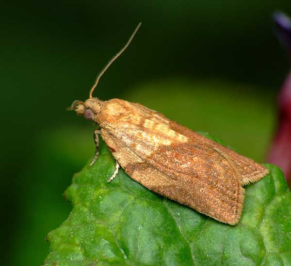The adult light brown apple moth is very indistinct.