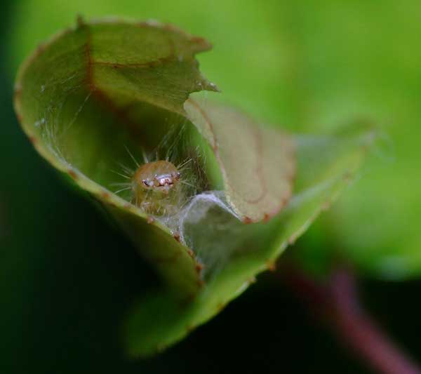 The larval stage of the light brown apple moth is a leaf-rolling caterpillar.