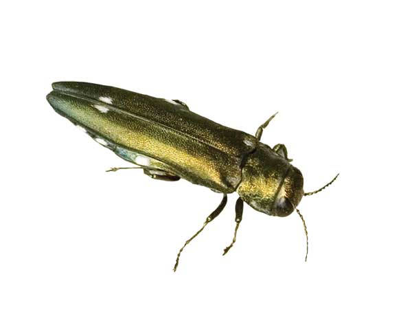 Oak splendor beetle is a greenish metallic beetle with two spots on the back of its bullet shaped body.