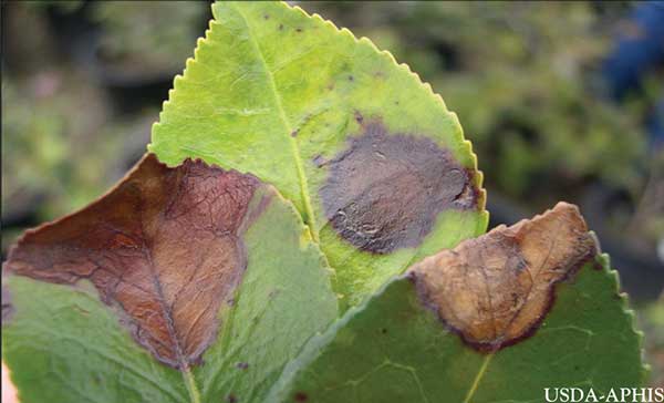 Ramorum blight is a foliar blight on nursery stock that typically does not kill the plant