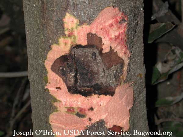 P. ramorum develops into bleeding cankers in trees, causing sudden oak death