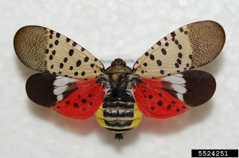 spotted lanternfly photo by lawrence barringer, pennsylvania department of agriculture, bugwood.org