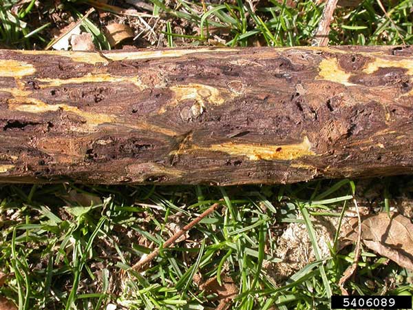 The fungal pathogen Geosmithia morbida causes many cankers to develop, called thousand cankers disease